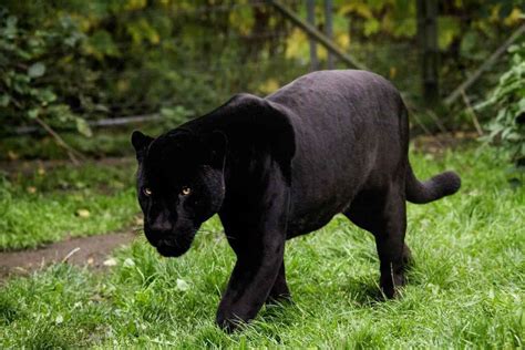 Где живут черные пантеры в дикой природе