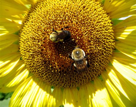 Love Joy And Peas Sunflowers And Bees At Mckee Beshers Wildlife
