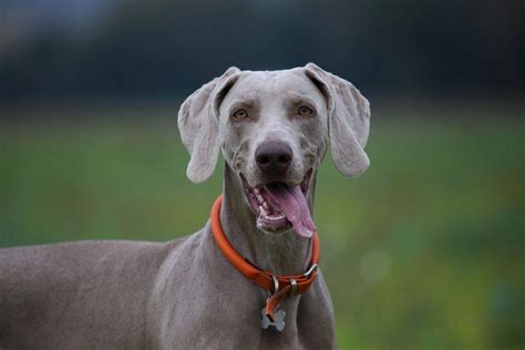 The Weimaraners Temperament What You Need To Know