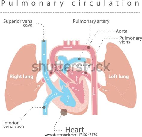 Pulmonary Circulation Anatomy Lungs Heart Stock Vector Royalty Free