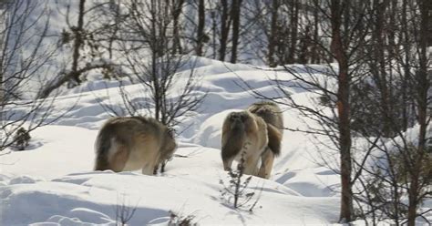 Cpw Wants To Hear From You About Gray Wolf Reintroduction In Colorado