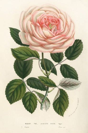 Pin by Rym Menchari on botanical prints | Flower prints art, Botanical art prints, Botanical art