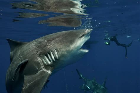 Underwater Photographer Snaps Huge Shark In Florida