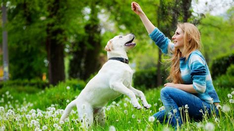 Fun Sports To Teach Your Dog To Play Sheknows