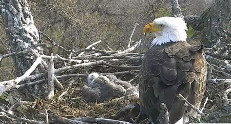 bald eagle in the nest with three eaglets who are fed and asleep along the mississippi river in