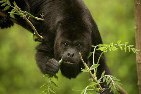 A Black Howler Monkey Eats As It Roams Photograph By Chico Sanchez Pixels