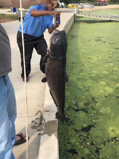 Caught on the Des Plaines River in Illinois [25 lb] : Fishing