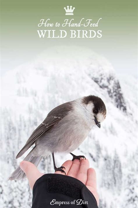 10 Tips For Hand Feeding Wild Birds Empress Of Dirt Wild Birds