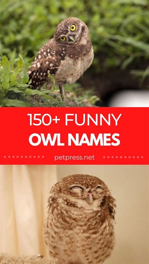 Top 150 Funny Owl Names List Of Adorable And Funny Choices