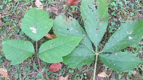 Difference Between Poison Ivy And Poison Oak Youtube