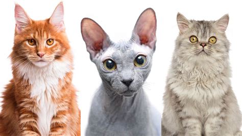 Cuántas Razas De Gatos Hay En El Mundo Mascotas Online