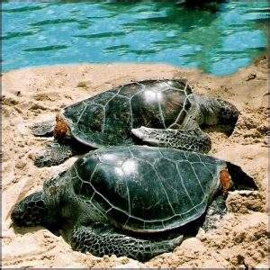 What do sea turtle eggs look like? Weight Of Sea Turtle | What Things Weigh