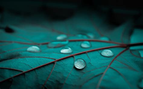 Rain Drops Leaf Leaves Bokeh Macro Wallpaper 2560x1600 720603