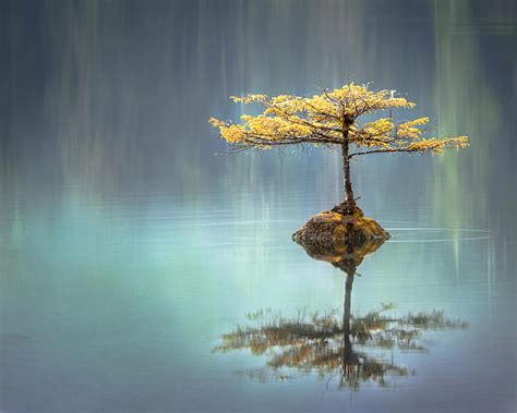 Yellow Leaf Tree Between Calm Body Of Water At Daytime Hd Wallpaper