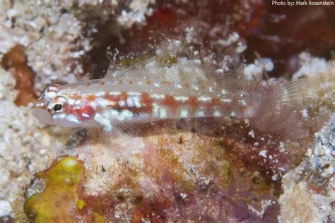 Shortest Lived Fish Pygmy Goby Just Fun Facts