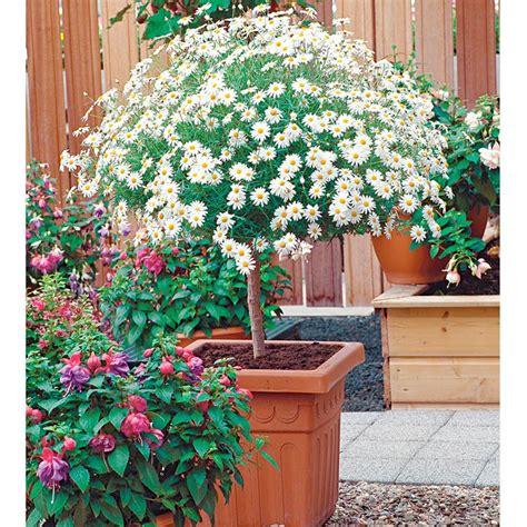 Brisbane city council offers a variety of plants through the free native plants program, suitable for all garden types and sizes. Marguerite Plant - Mini Standard White | Plants, White ...