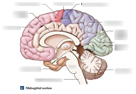 Midsagittal Section Of The Brain Diagram Quizlet