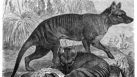 Extinct Since 1936 Scientists Want To Revive The Tasmanian Tiger