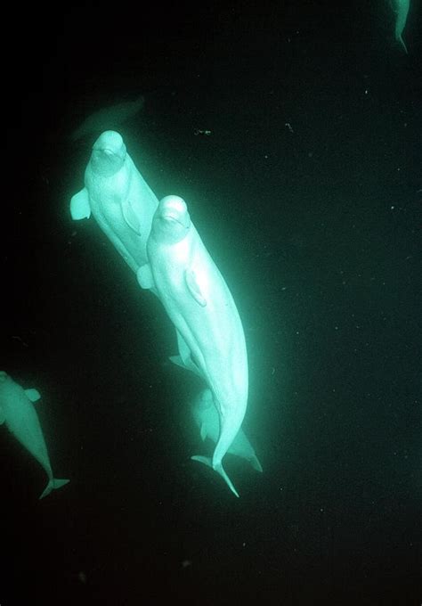 Beluga Whales Photograph By Doug Allanscience Photo Library Pixels