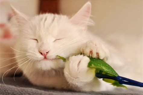 The 25 Best Cat Chew Toys Of 2020 Safe Sound Pet
