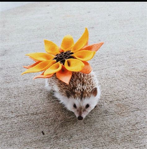 Pin On Hedgehog Costumes