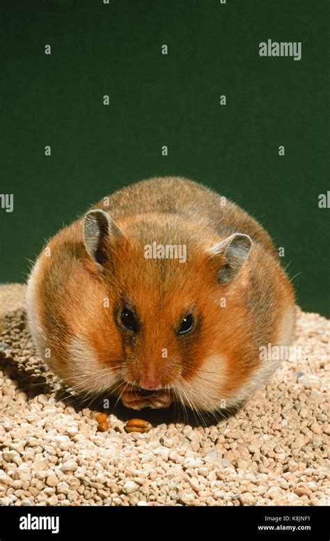 Golden Or Syrian Hamster Mesocricetus Auratus Adult Cramming Cheek Pouches With Food Stock