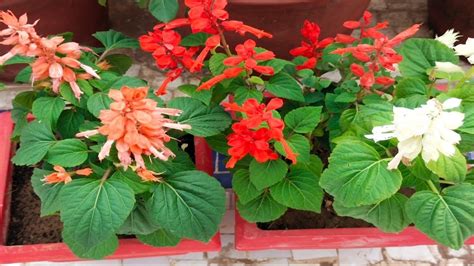 How To Grow And Care Salvia Flowering Plantgreen Garden Gujarat