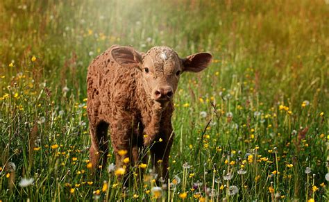Free Stock Photo Of Agriculture Animal Calf