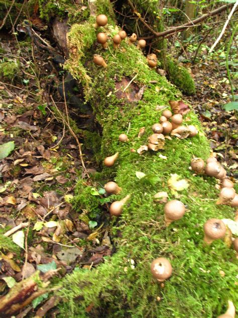 North West Ireland Mushroom Id Request Please Mushroom Hunting And