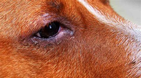 Natural Remedies For Pink Eye In Dogs Ruffeodrive