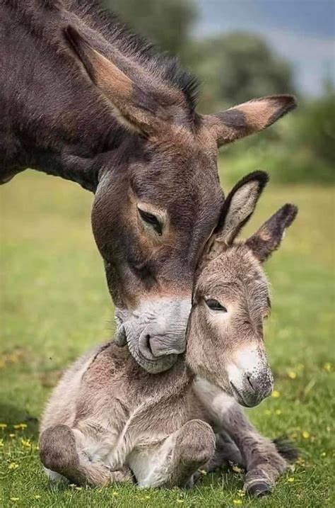 A Mother And Baby Donkey Raww