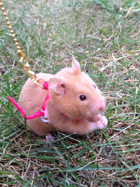 I Like The Idea Of Making A Wee Tiny Harness For Our Hammy So We Could