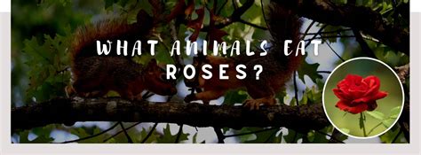 What Animals Eat Roses Protect Your Rose Garden