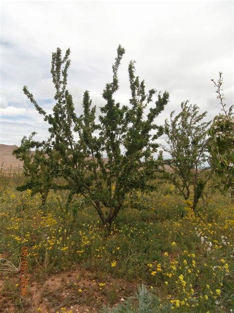 Dwarf fruit trees offer one wonderful way for gardeners to make the most of the space they have available. Fruit trees spacing & Mixed orchard (forest garden forum ...