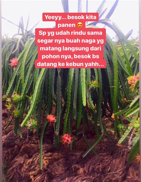 Puasa rajab niat dan keutamaannya yang luar biasa sabtu 13 februari 2021 indonesia empire. Kebun Buah Naga Arin - Posts | Facebook