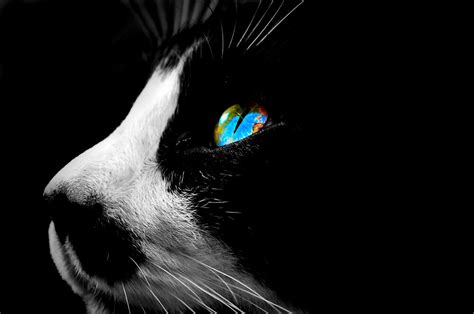 Black Tuxedo Cat With Blue Eyes By Garethwilton Redbubble