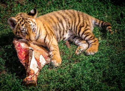 Pequeño Tigre Está Comiendo Carne 2609662 Foto De Stock En Vecteezy