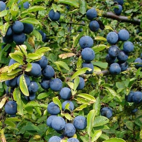 Sloe Bush Sloe Berries Tree Identification Fall Fruits Prunus Fruit