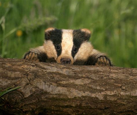 This Is My Sneaking Badger Pose Baby Badger Badger Animals