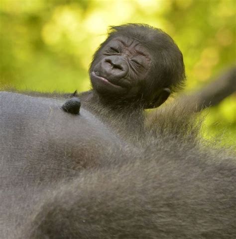 In Photos Cincinnati Zoos New Baby Gorilla Is A Bundle Of Pure