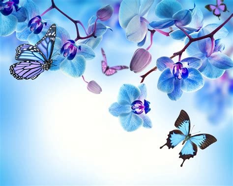 Blue Orchid Wallpapers High Quality Download Free
