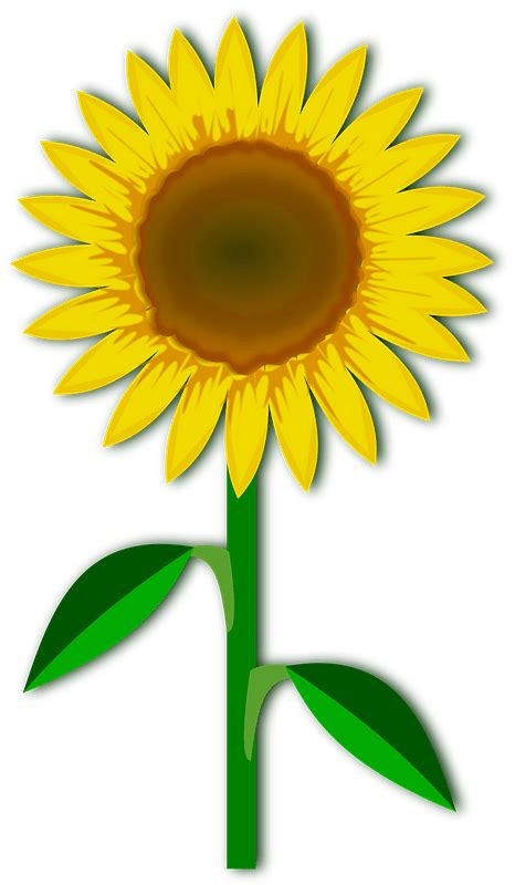 Free Free 64 Transparent Background Stem Sunflower Clipart SVG PNG EPS DXF File