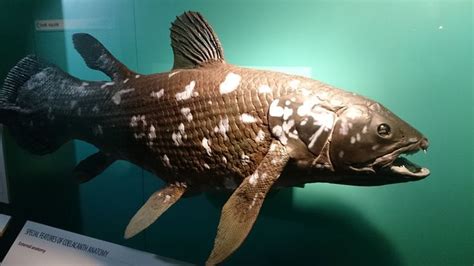 Meet Coelacanth A Living Fish Thought To Be Extinct