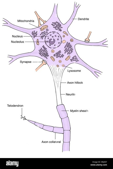 Illustration Of Motor Neuron Stock Photo Alamy