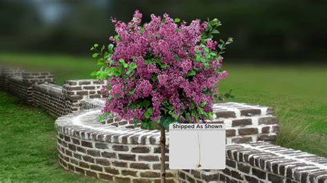 Cottage Farms Red Pixie Lilac Patio Tree On Qvc Youtube