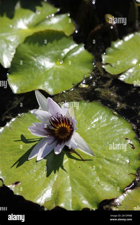 Beautiful Water Lily Growing In A Sunny Summer Water Garden