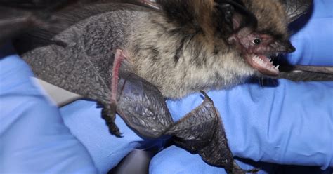 Video Shows Bat With Rabies Like The One That Killed A Utah Man