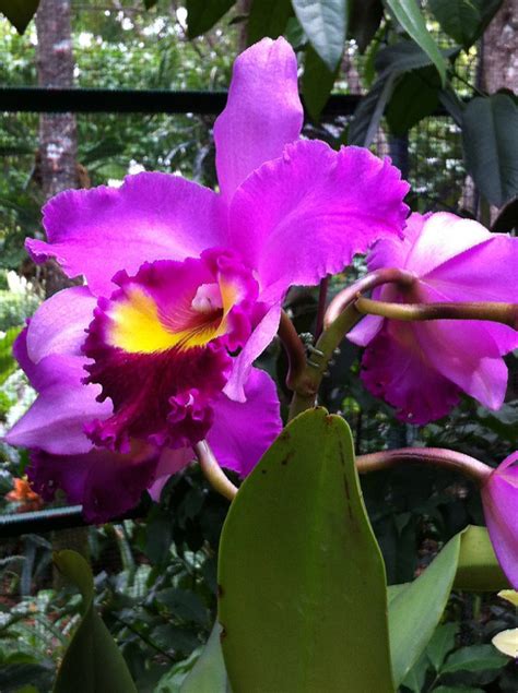 Well you're in luck, because here they come. Singapore Orchids At The Source! - Flowers Across Melbourne