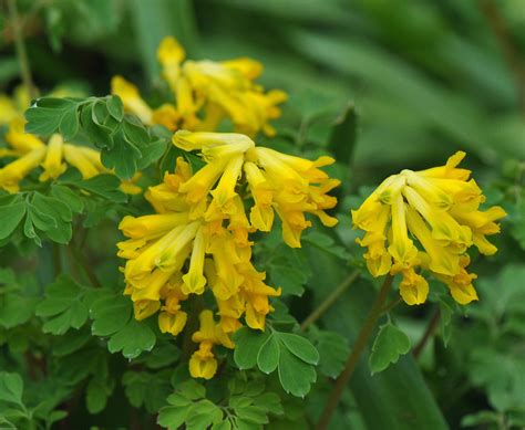 Geschikt voor aanplant onder bomen op voedzame grond, donkergeel, rijkbloeiend. Corydalis lutea | Todd Boland | Flickr