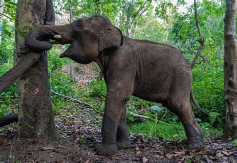 The carefree life of wild Asian elephants in SW China - CGTN